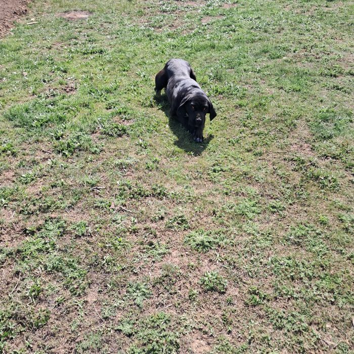 Продам лабрадора