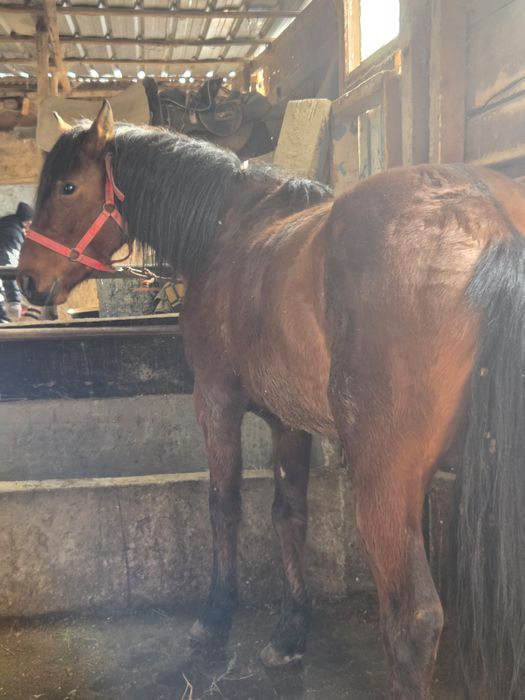 Жабы айғыр 22 жылғы