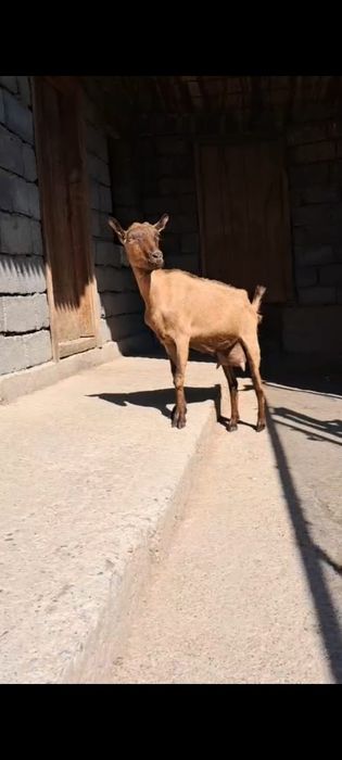 Альпийский жаңа туған ешкі сатылады