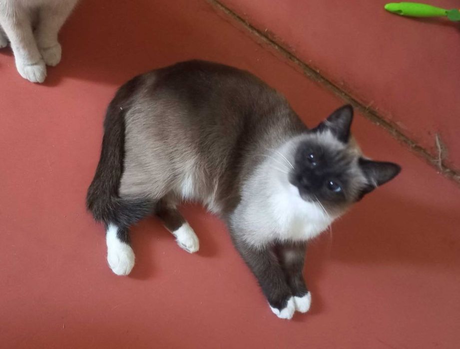 Кошка Милашка, 3 года