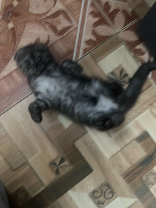 котенок вислоухий шотландец