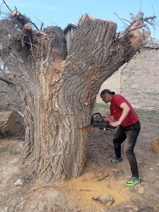 Пилем и продаём дерево