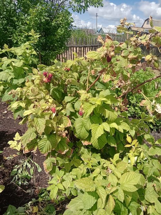 Продам дачу район Новопавловки