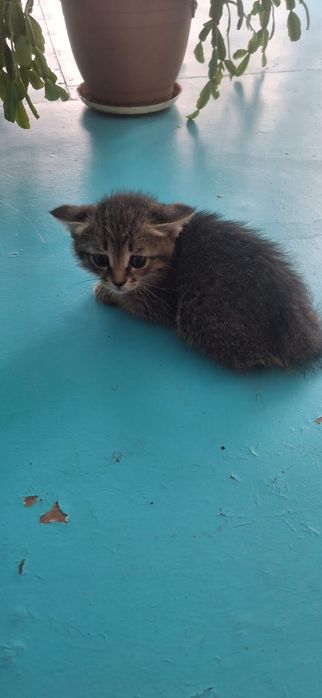 Котенок ищет дом