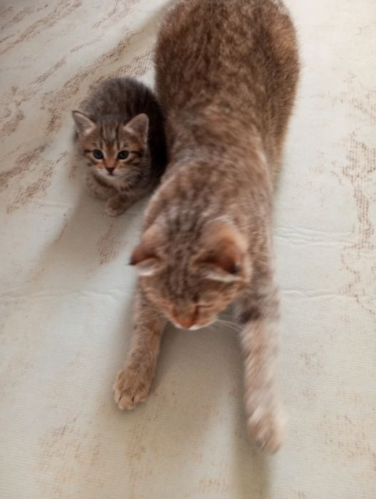 Отдам даром котенка