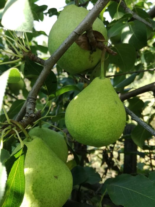 Продам дачу в ДО " Автомобилист"