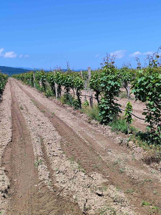 Продава се Земеделски имот в София, Челопечене -  кв.м за 2550 €/дка - Снимка #19