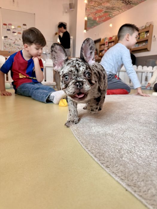 Bulldog Francez Luxurious Frenchie House