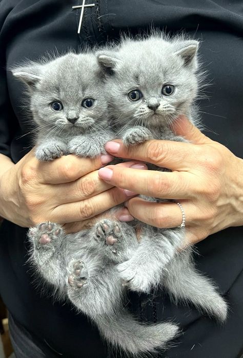 Pisic British Shorthair blue cu pedigree