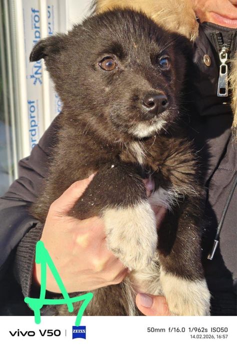 Отдам щенят в добрые руки