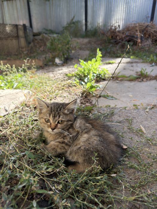 милые котята бесплатно