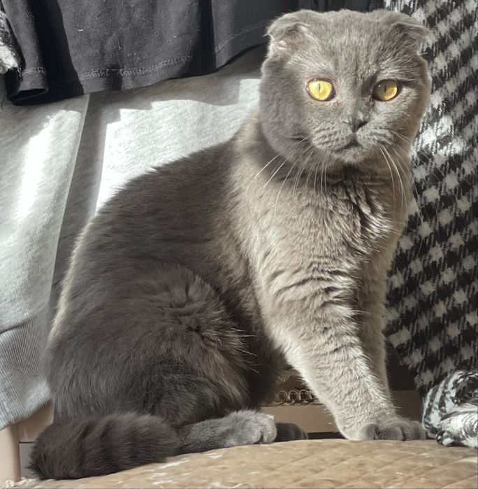 Вязка опытного вислоухого кота!