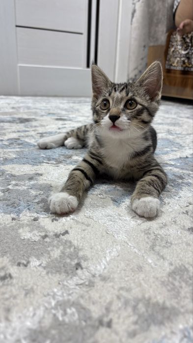 Отдадим котёнка в ответственные руки
