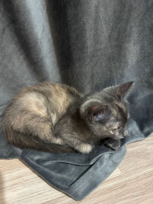 Отдам даром активные кошки в добрые руки