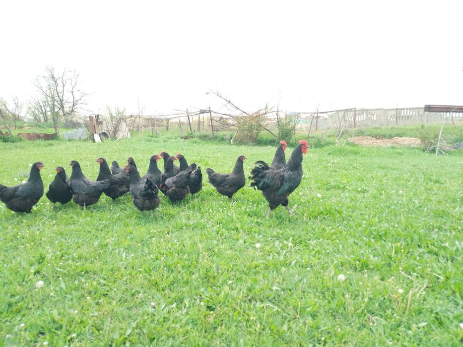 Инкубационное яйцо