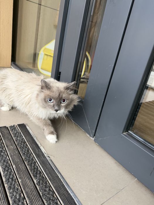 Кошечка ПУДРА ищет семью. 8 месяцев