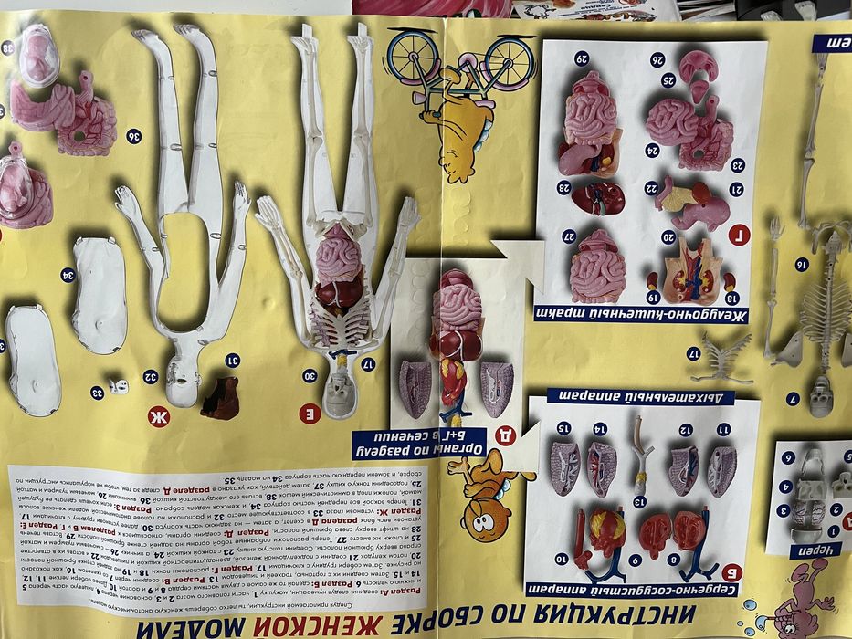 Набор детских книг "Анатомия человека"