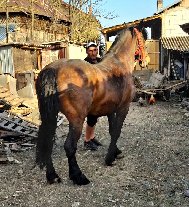 Iapa garantata de 8 ani