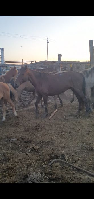 Продам кобылу  жеребая