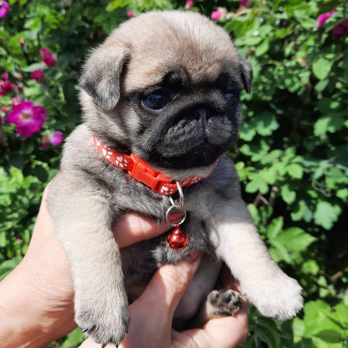 Продаю щеночков Мопса