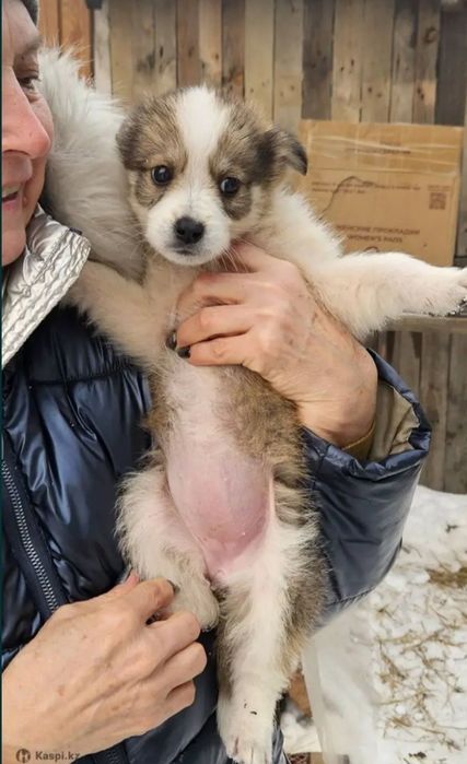 Отдам щенка 2 месяца