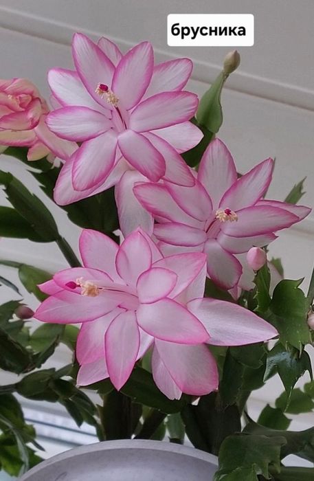 Комнатные растения