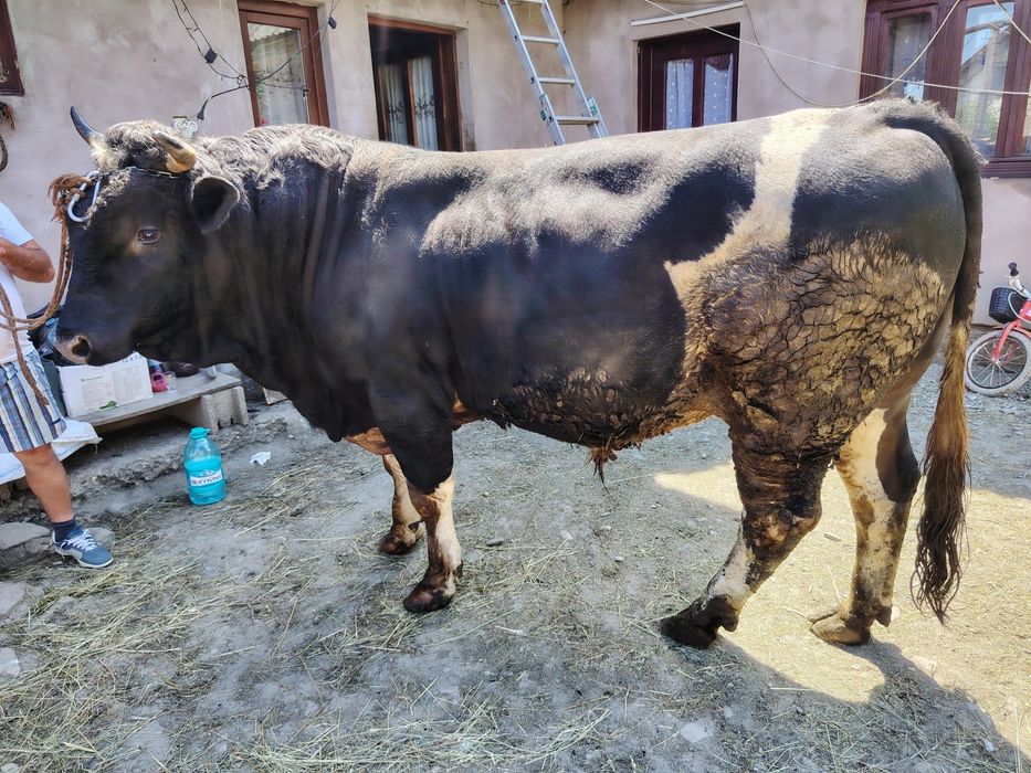Taur de  vânzare