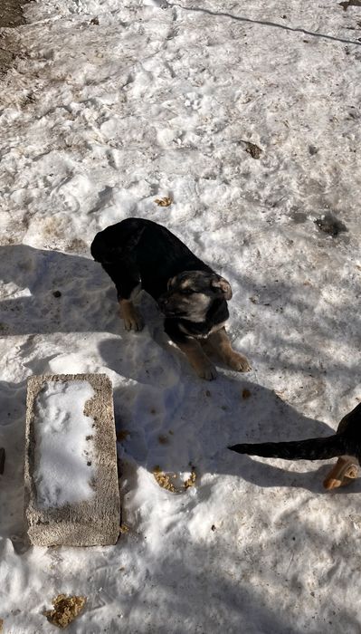 Ұрғашы күшік, щенок в добрые руки, девочка