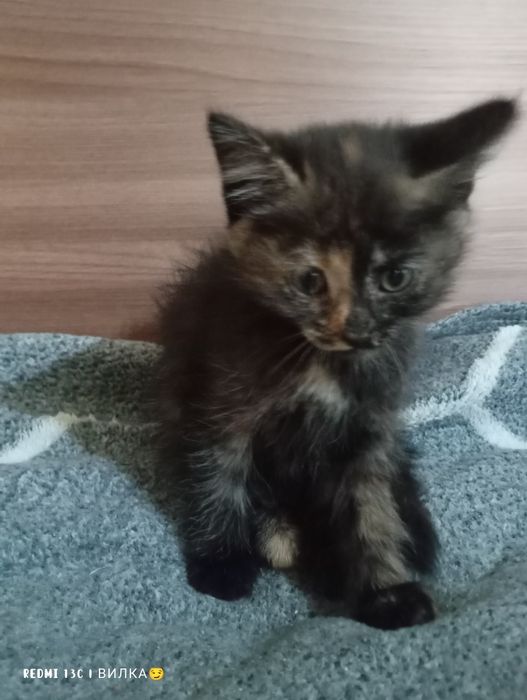 Котята в добрые и любящие руки  руки