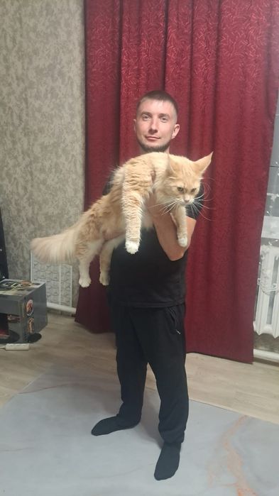 Продаются котята Мейн куна