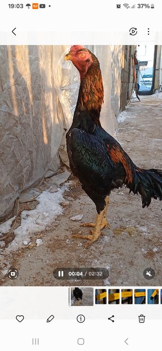 Петуха декана продам