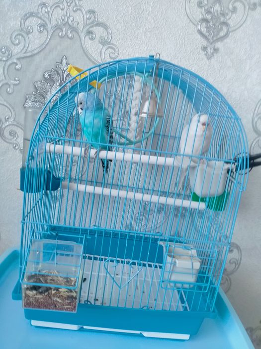 Волнистых Попугаев приучиные активные