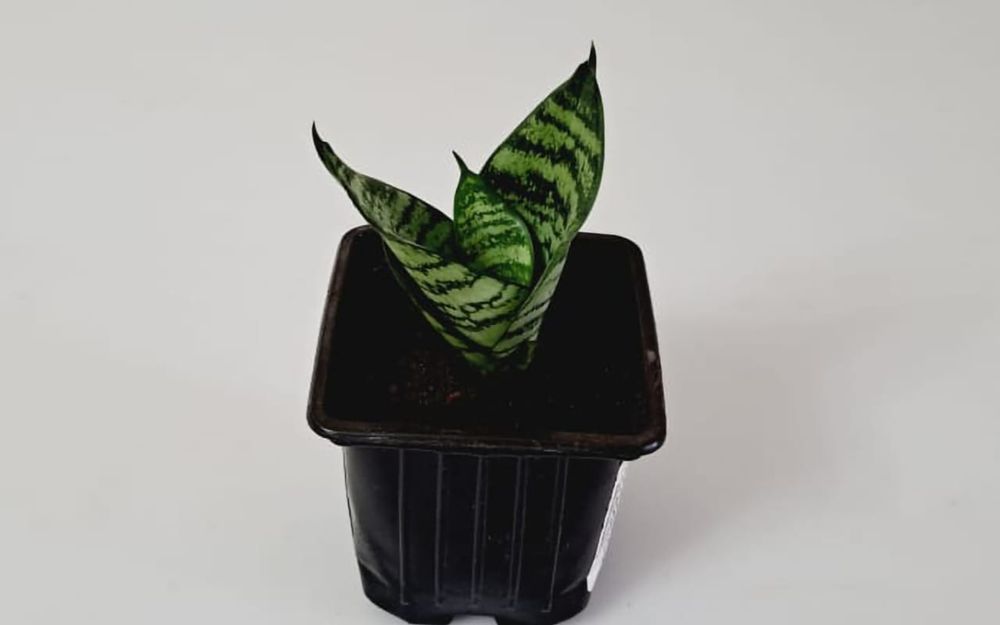 Комнатные цветы.