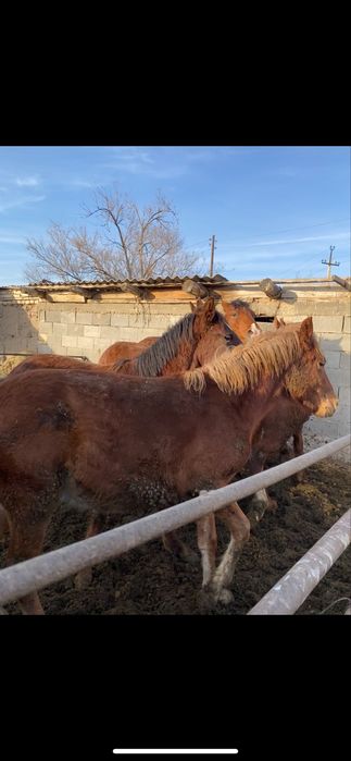 Соғым құнаншығар|Полторашки