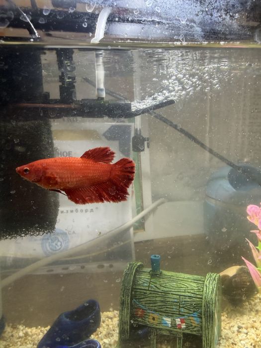 Аквариум с рыбками