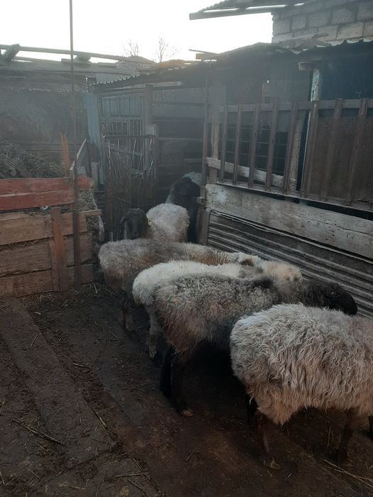 Қойлар сатылады.