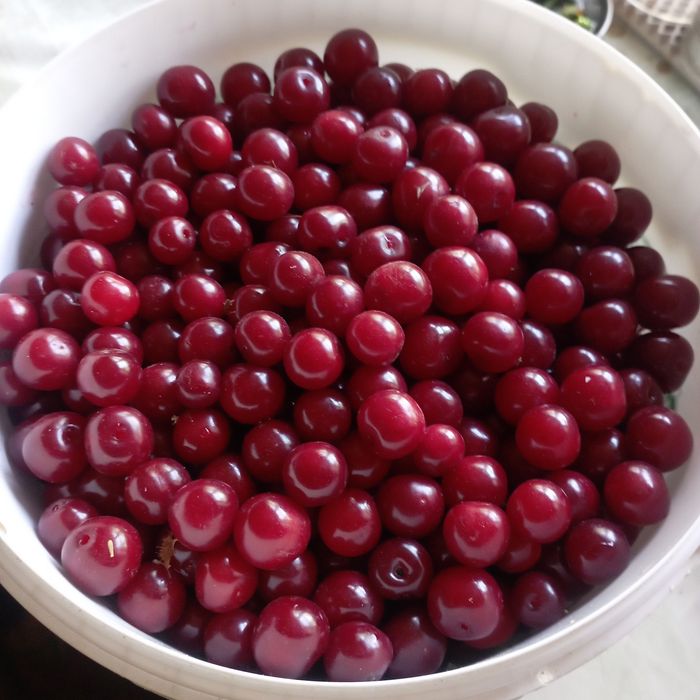 Продам вишню крупную дачную