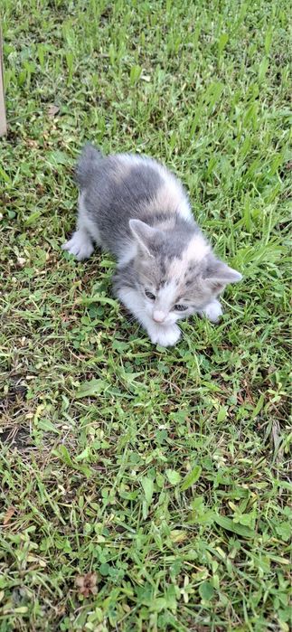 Adopție - Puiuț de Pisică