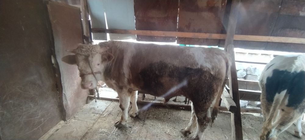 Buqa 1.5 yosh smental buyi 140sm