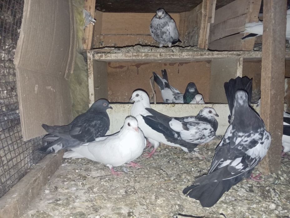 Hammasi sotiladi donasi 30 mingdan boshlanadi 150 mingacha oladigonla