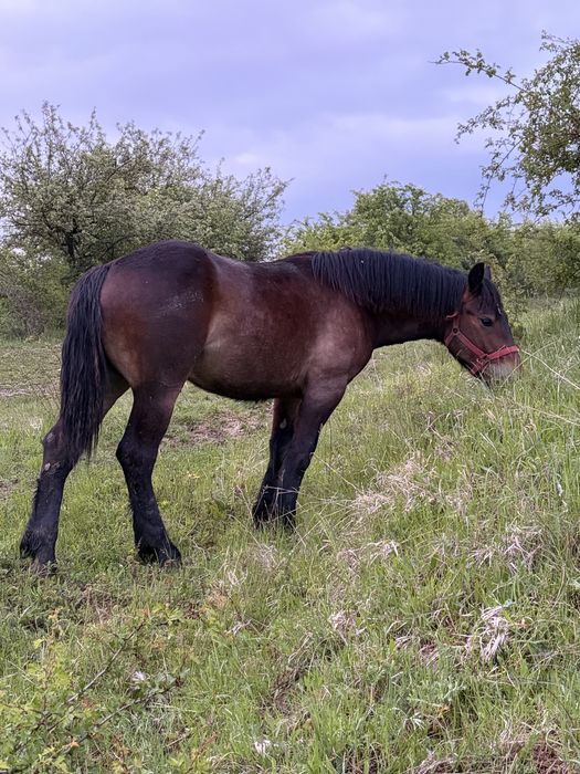Vand sau schimb pe animale