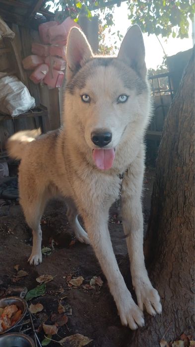 Продаётся сибирский хаски