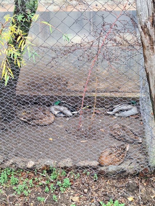 Fazani,pauni,rate salbatice,gaste lesesti,italiana potarnichie,etc