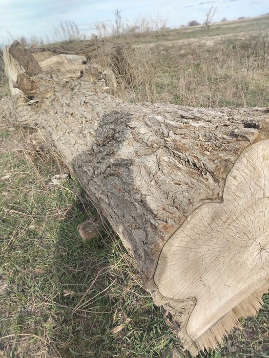 Продам Карагач брёвна