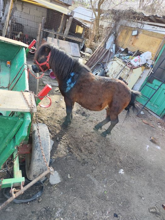 Vând ponei cu căruța