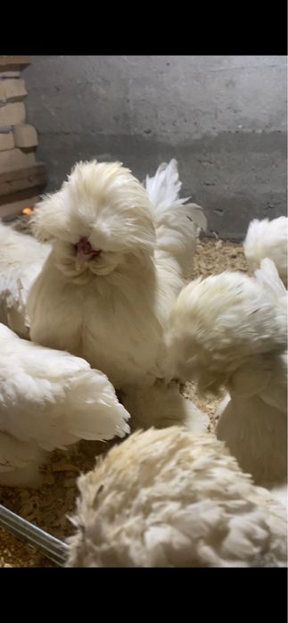 Карейски японча тухумлари