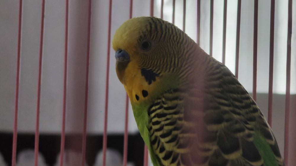 Продам Попугаев Волнистые