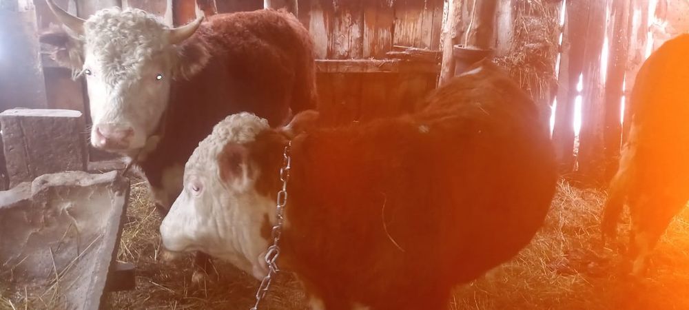 Продам бычков.  .