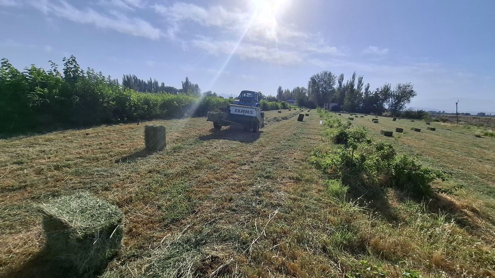 Класс прес падборчик карески.