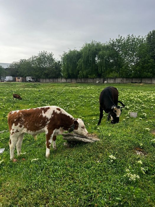 Vând vaca cu vițel si vitica